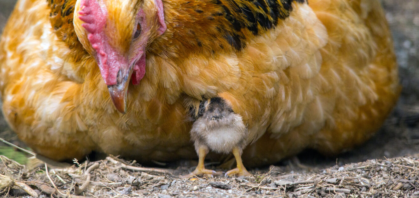 Hatching Chicks using Incubators vs Broody Hens, Part 1 – Mother Earth News - Vimarsana News